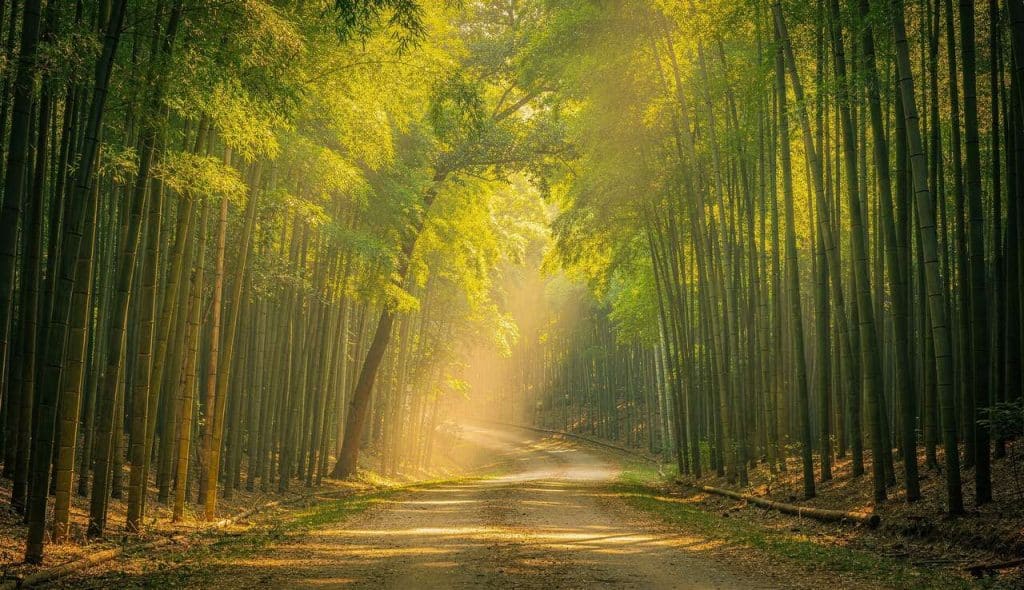 8 activités incontournables à Damyang, ville des bambous