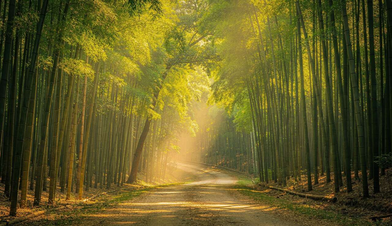 8 activités incontournables à Damyang, ville des bambous