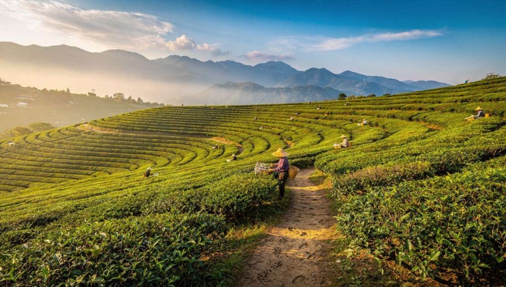 Plantations de thé en Corée du Sud : découverte et visite