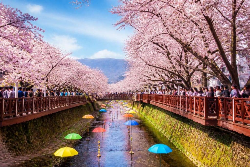 Festival Gunhangje de Jinhae : un incontournable en Corée du Sud