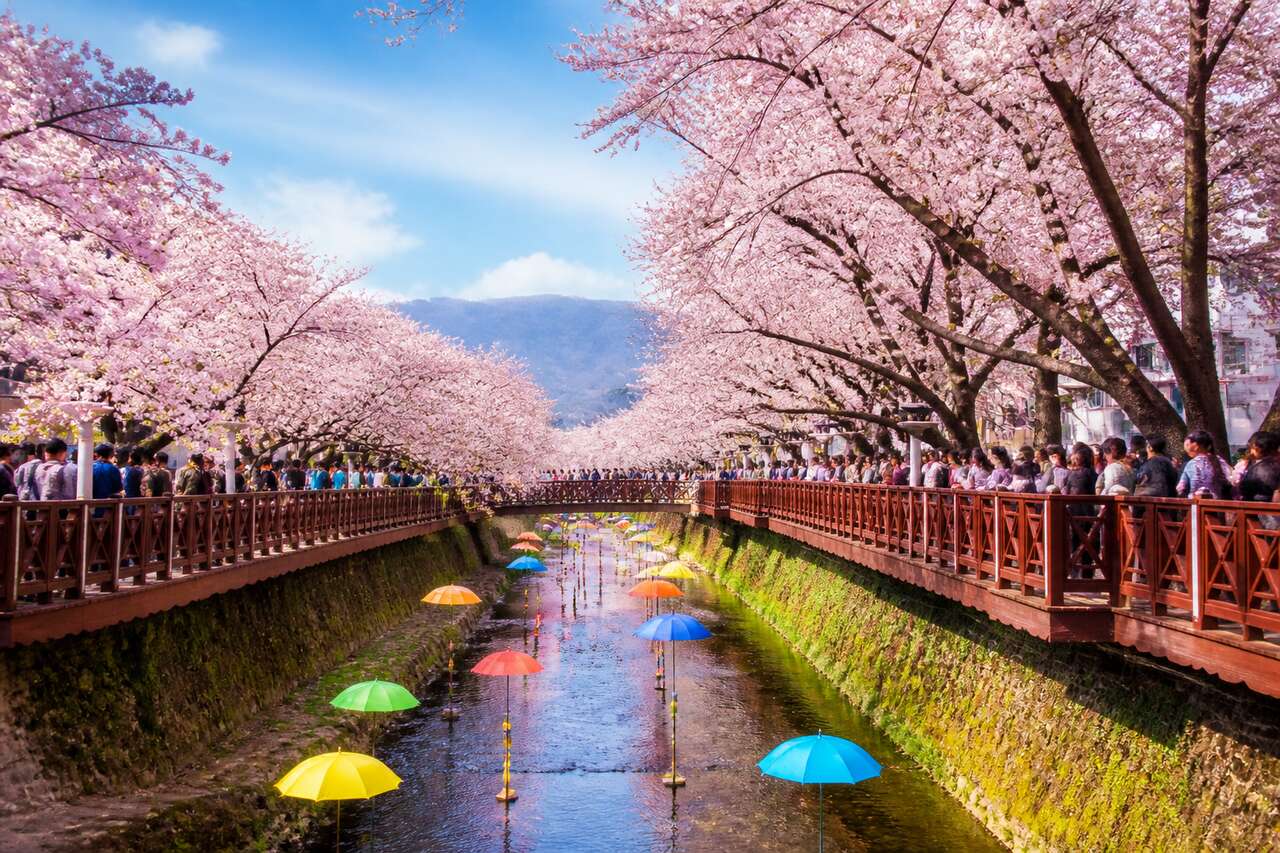 Festival Gunhangje de Jinhae : un incontournable en Corée du Sud